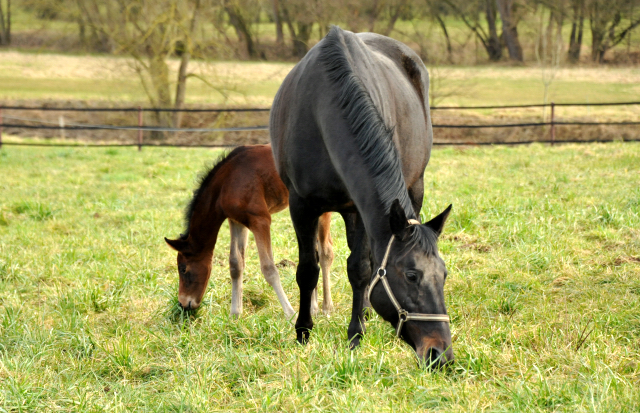 Stutfohlen von Oliver Twist u.d. Elitestute Vicenza v. Showmaster - Foto: Beate Langels - Trakehner Gestt Hmelschenburg