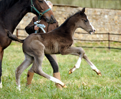 Oldenburger Colt by De Niro out of 
Schwalbendiva by Totilas - Gestt Hmelschenburg - Beate Langels