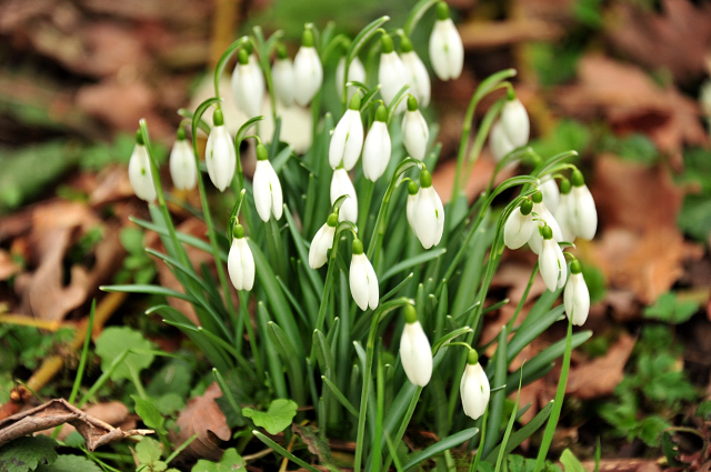 Februar 2021 - Beate Langels Gestt Hmelschenburg