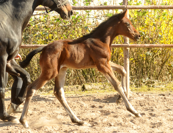 Trakehner Stutfohlen von Exclusiv u.d. Vicenza v. Showmaster - Foto: Beate Langels, Trakehner Gestt Hmelschenburg