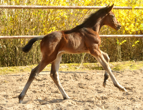 Trakehner Stutfohlen von Exclusiv u.d. Vicenza v. Showmaster - Foto: Beate Langels, Trakehner Gestt Hmelschenburg