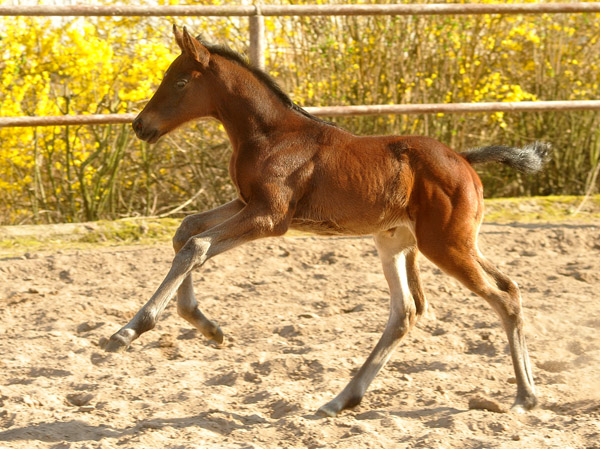Trakehner Stutfohlen von Exclusiv u.d. Vicenza v. Showmaster - Foto: Beate Langels, Trakehner Gestt Hmelschenburg