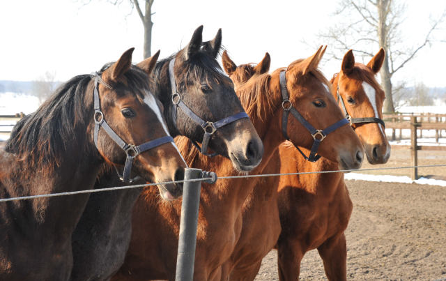 Die Gruppe der Jhrlingsstuten im Gestt Schplitz - copyright Beate Langels, Trakehner Gestt Hmelschenburg