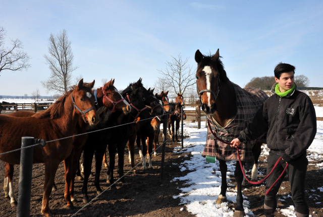 Die Gruppe der Jhrlingsstuten und Richard mit Kapalou im Gestt Schplitz - copyright Beate Langels, Trakehner Gestt Hmelschenburg