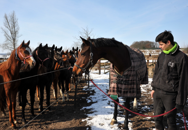 Die Gruppe der Jhrlingsstuten und Richard mit Kapalou im Gestt Schplitz - copyright Beate Langels, Trakehner Gestt Hmelschenburg