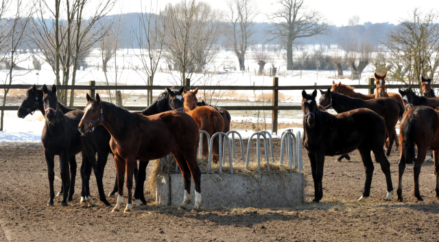 Die Gruppe der Jhrlingsstuten im Gestt Schplitz - copyright Beate Langels, Trakehner Gestt Hmelschenburg