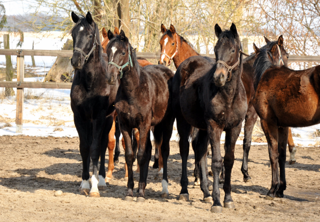 Eine Gruppe der Jhrlingshengste im Gestt Schplitz - copyright Beate Langels, Trakehner Gestt Hmelschenburg
