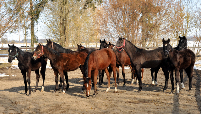 Eine Gruppe der Jhrlingshengste im Gestt Schplitz - copyright Beate Langels, Trakehner Gestt Hmelschenburg