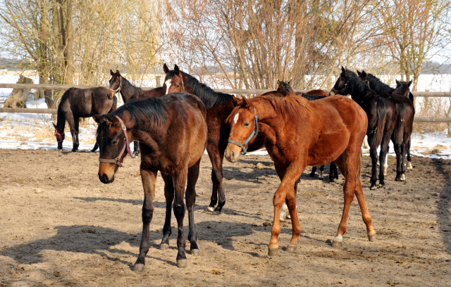 Eine Gruppe der Jhrlingshengste im Gestt Schplitz - copyright Beate Langels, Trakehner Gestt Hmelschenburg