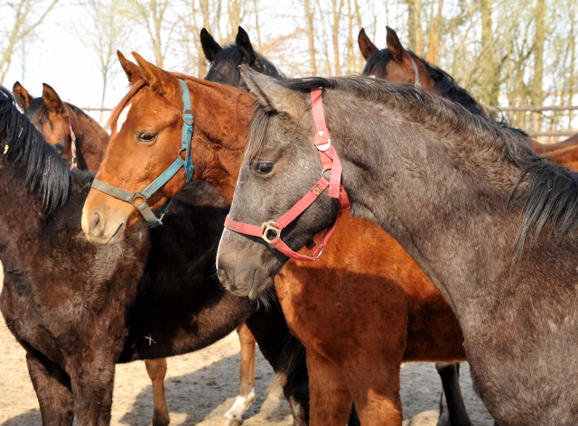 Eine Gruppe der Jhrlingshengste im Gestt Schplitz - copyright Beate Langels, Trakehner Gestt Hmelschenburg