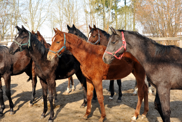 Eine Gruppe der Jhrlingshengste im Gestt Schplitz - copyright Beate Langels, Trakehner Gestt Hmelschenburg