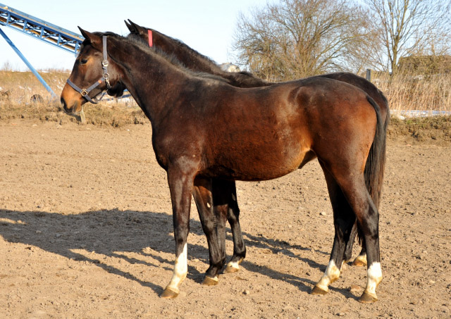 Zweijhrige Stute von Saint Cyr u.d. Dejaniera v. Freudenfest Gestt Schplitz - copyright Beate Langels, Trakehner Gestt Hmelschenburg