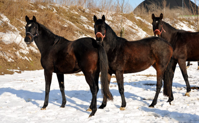 Schwalbenmelodie v. Kostolany, Karmencita v. Insterburg und Gloria v. Shavalou im Gestt Schplitz - copyright Beate Langels, Trakehner Gestt Hmelschenburg