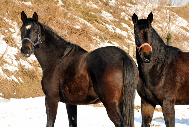 Karmencita v. Insterburg und Schwalbenmelodie v. Kostolany im Gestt Schplitz - copyright Beate Langels, Trakehner Gestt Hmelschenburg
