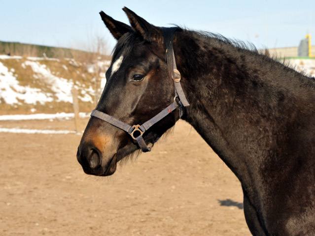 Schwalbenmelodie v. Kostolany im Gestt Schplitz - copyright Beate Langels, Trakehner Gestt Hmelschenburg