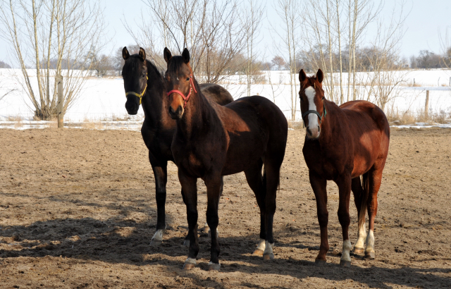 Die Gruppe der 2-jhrigen Hengste im Gestt Schplitz - copyright Beate Langels, Trakehner Gestt Hmelschenburg