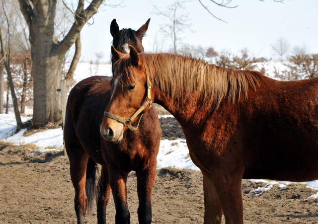 Die Gruppe der 2-jhrigen Hengste im Gestt Schplitz - copyright Beate Langels, Trakehner Gestt Hmelschenburg