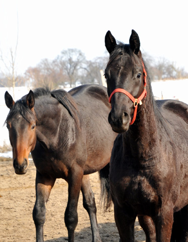 Die Gruppe der 2-jhrigen Hengste im Gestt Schplitz - copyright Beate Langels, Trakehner Gestt Hmelschenburg