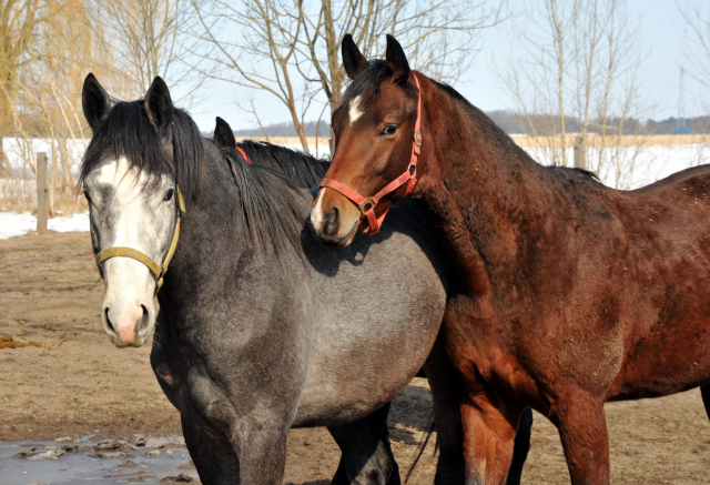 Die Gruppe der 2-jhrigen Hengste im Gestt Schplitz - copyright Beate Langels, Trakehner Gestt Hmelschenburg