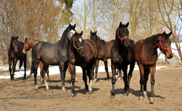 Die Gruppe der 2-jhrigen Hengste im Gestt Schplitz - copyright Beate Langels, Trakehner Gestt Hmelschenburg