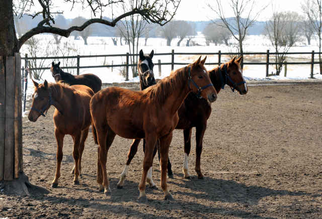 Die Gruppe der Jhrlingsstuten imGestt Schplitz - copyright Beate Langels, Trakehner Gestt Hmelschenburg