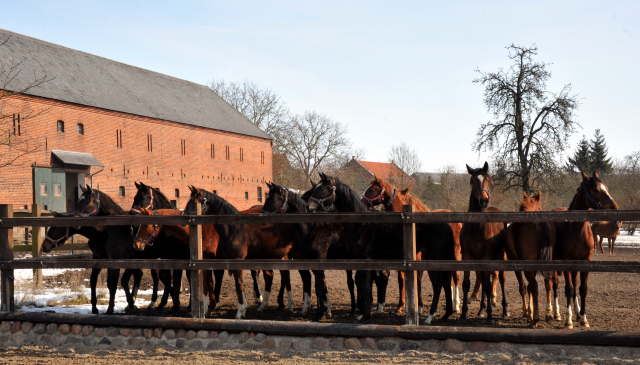 Die Gruppe der Jhrlingsstuten im Gestt Schplitz - copyright Beate Langels, Trakehner Gestt Hmelschenburg