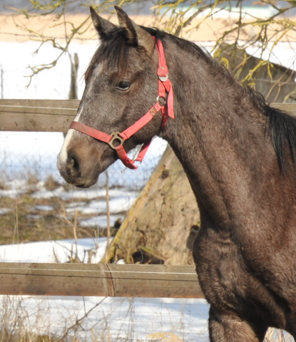 Eine Gruppe der Jhrlingshengste im Gestt Schplitz - copyright Beate Langels, Trakehner Gestt Hmelschenburg