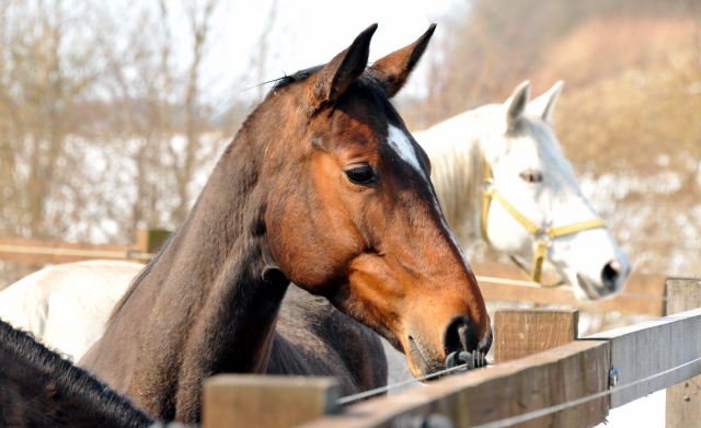Val de Vienne im Gestt Schplitz - copyright Beate Langels, Trakehner Gestt Hmelschenburg