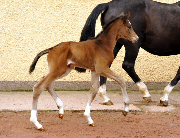 Trakehner Stutfohlen von High Motion u.d. Greta Garbo v. Alter Fritz, Gestt Hmelschenburg - Beate Langels