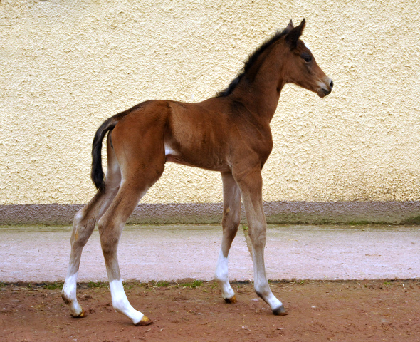 Trakehner Stutfohlen von High Motion u.d. Greta Garbo v. Alter Fritz, Gestt Hmelschenburg - Beate Langels