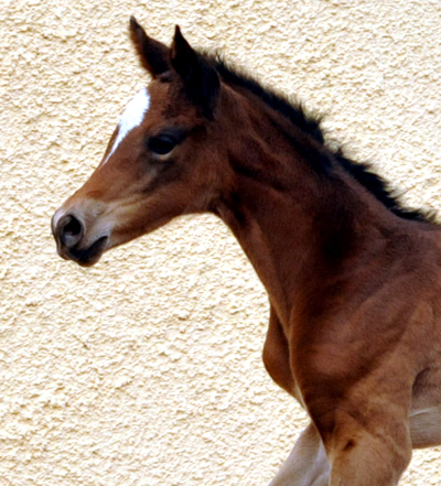 Trakehner Stutfohlen von High Motion u.d. Greta Garbo v. Alter Fritz, Gestt Hmelschenburg - Beate Langels