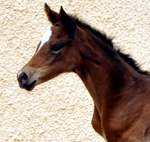 Stutfohlen von High Motion u.d. Greta Garbo