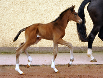 Trakehner Stutfohlen von High Motion u.d. Greta Garbo v. Alter Fritz, Gestt Hmelschenburg - Beate Langels