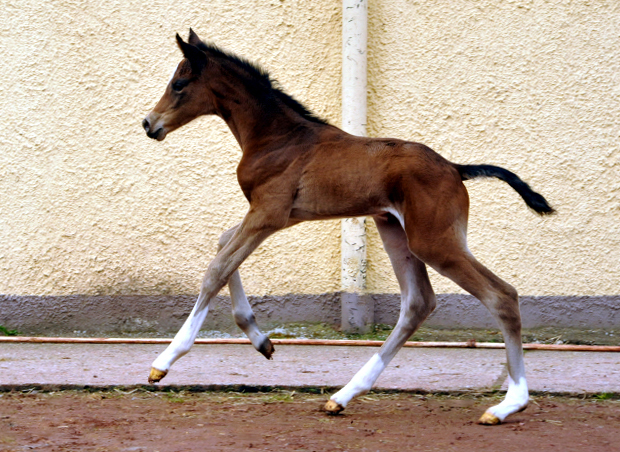 Trakehner Stutfohlen von High Motion u.d. Greta Garbo v. Alter Fritz, Gestt Hmelschenburg - Beate Langels