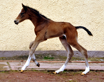 Trakehner Stutfohlen von High Motion u.d. Greta Garbo v. Alter Fritz, Gestt Hmelschenburg - Beate Langels