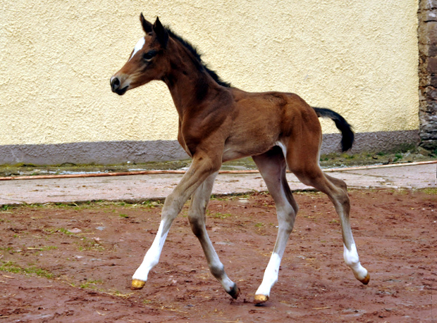 Trakehner Stutfohlen von High Motion u.d. Greta Garbo v. Alter Fritz, Gestt Hmelschenburg - Beate Langels