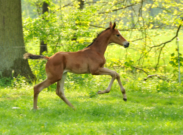 Stuten und Fohlen im Gestt Hmelschenburg - Foto: Beate Langels