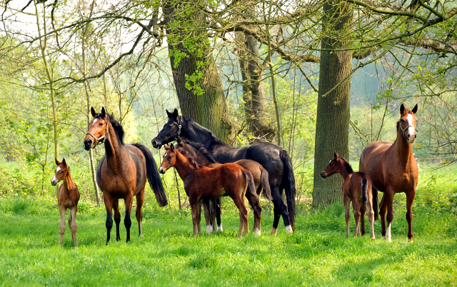 Stuten und Fohlen im Gestt Hmelschenburg - Foto: Beate Langels