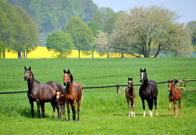 Stuten und Fohlen im Gestt Hmelschenburg - Foto: Beate Langels
