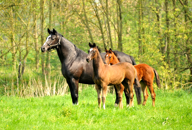 Stuten und Fohlen im Gestt Hmelschenburg - Foto: Beate Langels