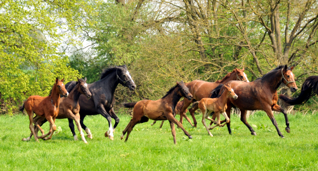 Stuten und Fohlen im Gestt Hmelschenburg - Foto: Beate Langels