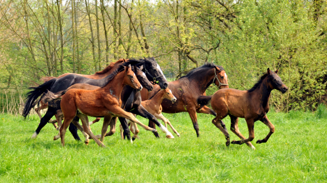 Stuten und Fohlen im Gestt Hmelschenburg - Foto: Beate Langels