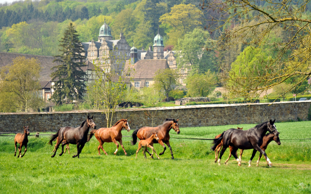 Stuten und Fohlen im Gestt Hmelschenburg - Foto: Beate Langels