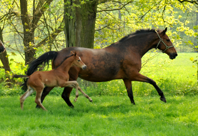 Stuten und Fohlen im Gestt Hmelschenburg - Foto: Beate Langels