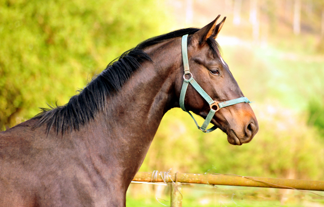 2-jhriger Hengst von Saint Cyr x Easy Game - Foto Beate Langels Gestt Hmelschenburg