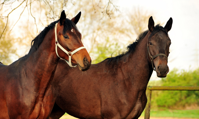 2-jhriger Hengst von Saint Cyr x Easy Game - Foto Beate Langels Gestt Hmelschenburg
