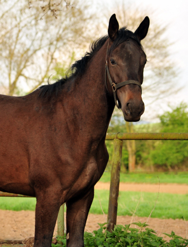 2-jhriger Hengst von Saint Cyr x Easy Game - Foto Beate Langels Gestt Hmelschenburg