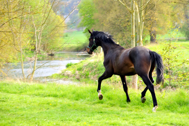 2-jhriger Hengst von Saint Cyr x Easy Game - Foto Beate Langels Gestt Hmelschenburg