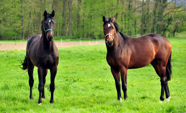 2-jhriger Hengst von Saint Cyr x Easy Game - Foto Beate Langels Gestt Hmelschenburg