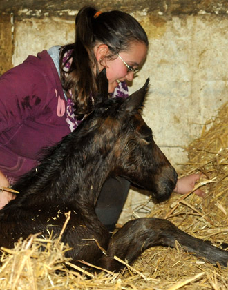 Hengstfohlen von Summertime u.d. Elitestute Schwalbenspiel v. Exclusiv - Foto: Beate Langels - Trakehner Gestt Hmelschenburg